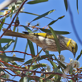 Yellow-plumed Honeyeater