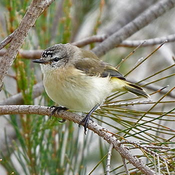 Yellow-rumped Thornbill
