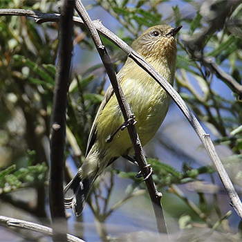 Yellow Thornbill