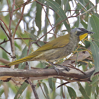 Yellow-throated Honeyeater
