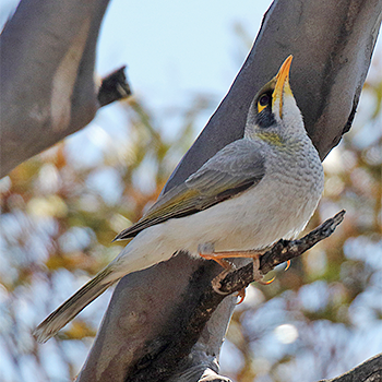 Yellow-throated Miner