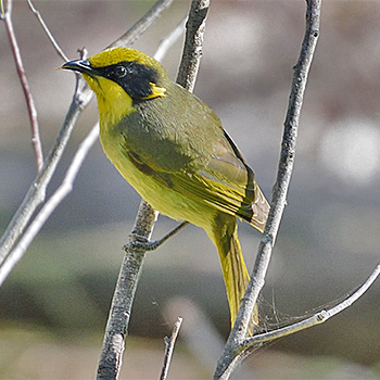 Yellow-tufted (Helmeted) Honeyeater