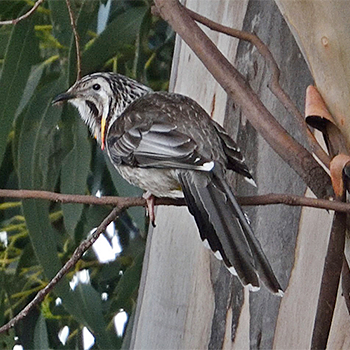 Yellow Wattlebird
