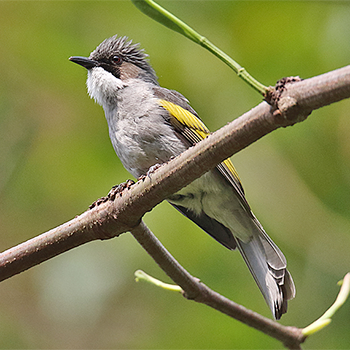 Ashy Bulbul