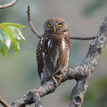 Asian Barred Owlet