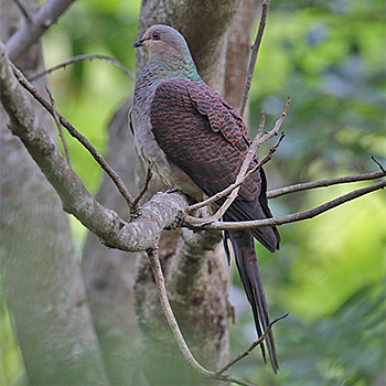 Barred Cuckoo-dove