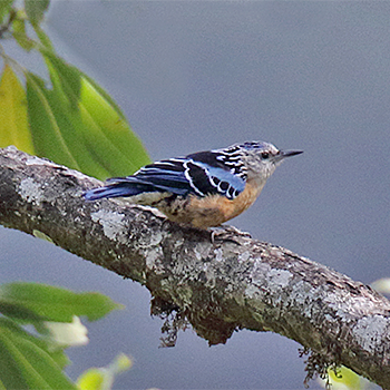 Beautiful Nuthatch