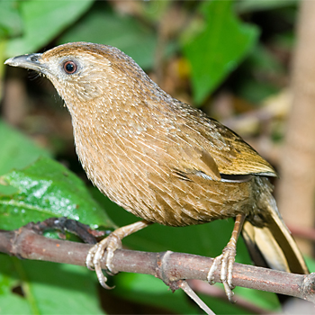 Bhutan Laughingthrush