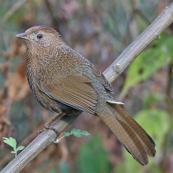 Bhutan Laughingthrush