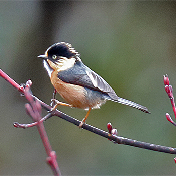 Black-browed Tit