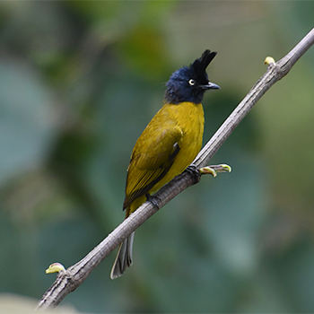 Black-crested Bulbul