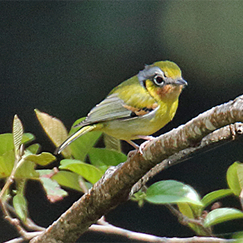 Black-eared Shrike-babbler