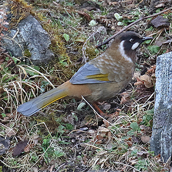 Black-faced Laughingthrush