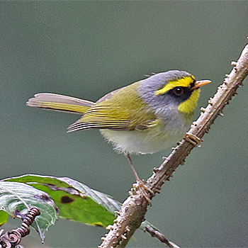 Black-faced Warbler