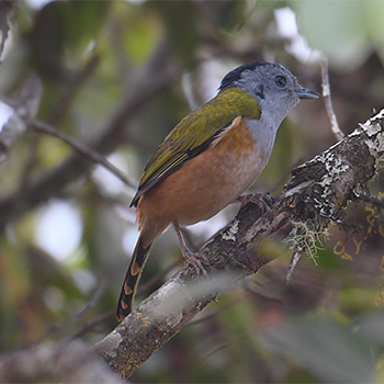 Black-headed Shrike-babbler