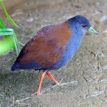 Black-tailed Crake
