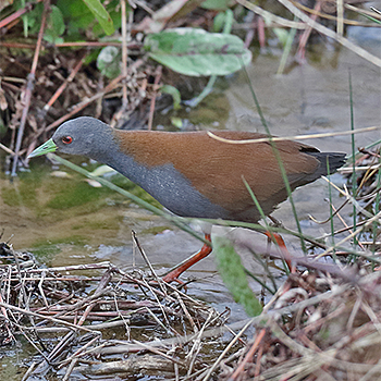 Black-tailed Crake