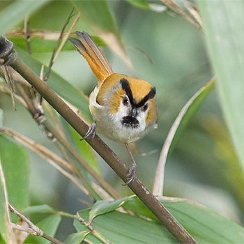 Black-throated Parrotbill
