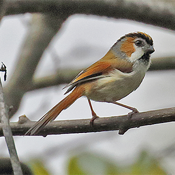 Black-throated Parrotbill