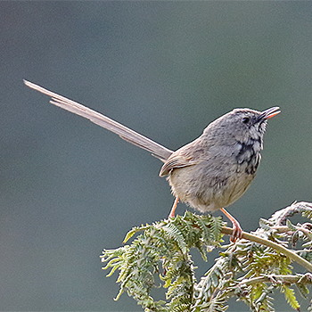 Black-throated Prinia