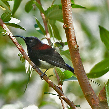 Black-throated Sunbird