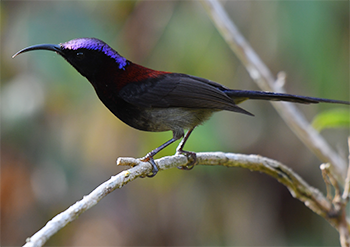 Black-throated Sunbird