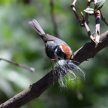 Black-throated Tit