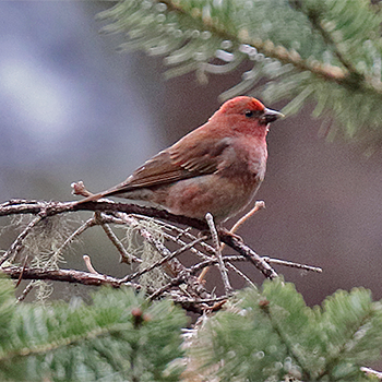 Blandford's Rosefinch