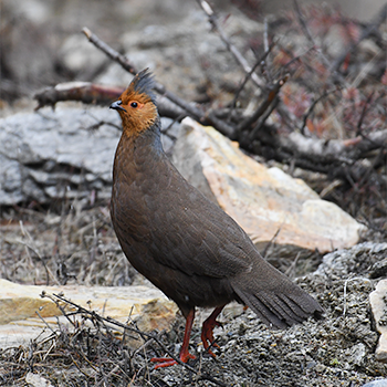 Blood Pheasant (female)