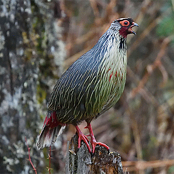 Blood Pheasant