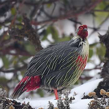 Blood Pheasant (male)