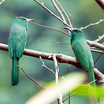 Blue-bearded Bee-eaters