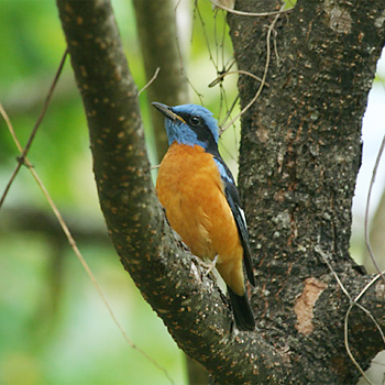 Blue-capped Rock-thrush