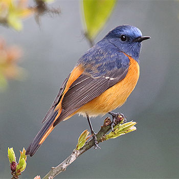Blue-fronted Redstart