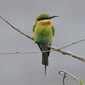 Blue-tailed Bee-eater