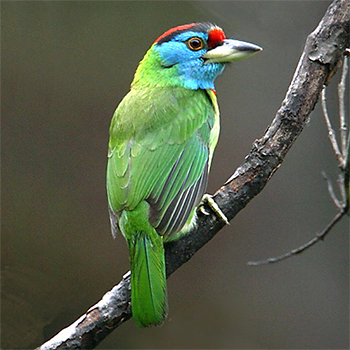 Blue-throated Barbet
