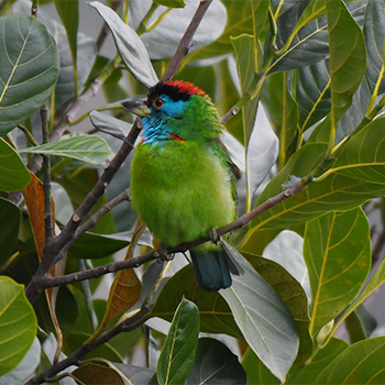 Blue-throated Barbet