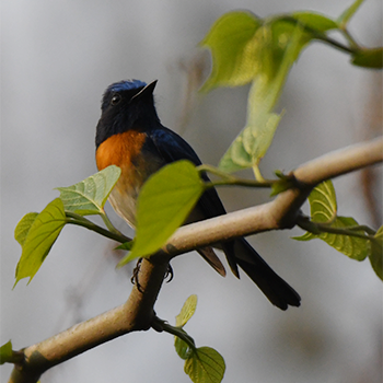 Blue-throated Flycatcher