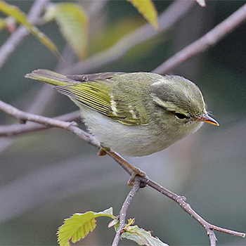 Blyth's Leaf Warbler