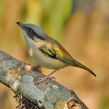 Blyth's Shrike-babbler