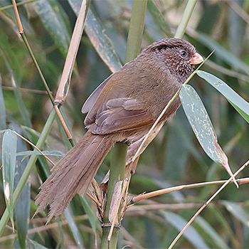 Brown Parrotbill
