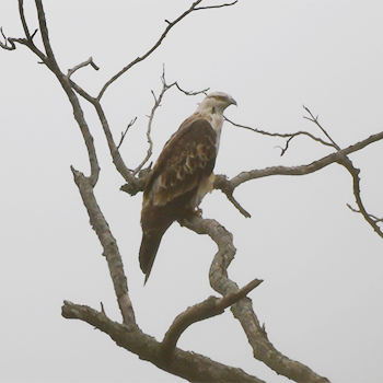 Changeable Hawk-eagle