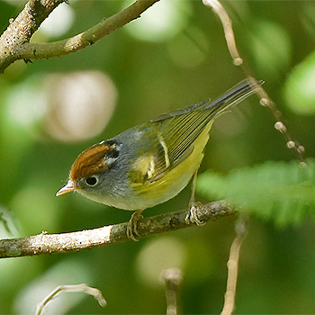 Chestnut-crowned Warbler