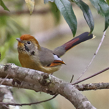 Chestnut-tailed Minla