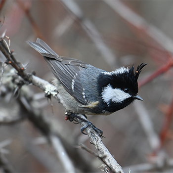 Coal Tit