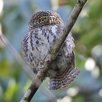 Collared Owlet
