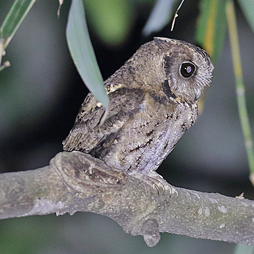 Collared Scops-owl