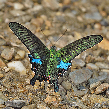 Common Peacock (<em>Papilio polyctor</em>)
