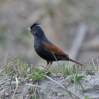 Crested Bunting