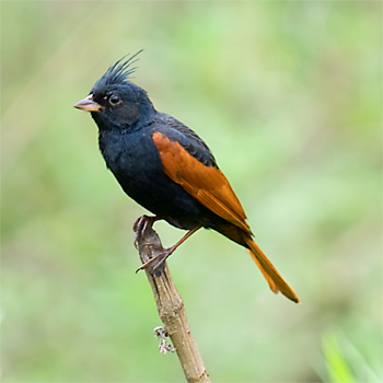 Crested Bunting